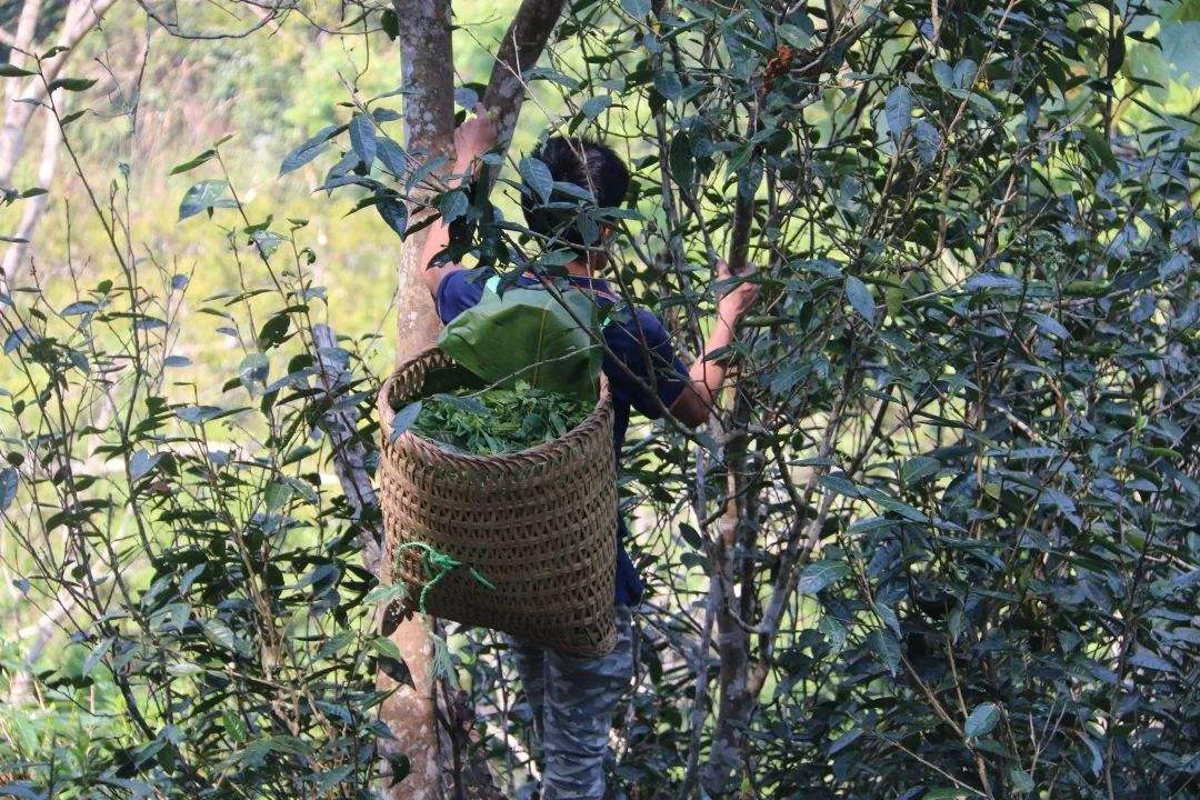 2022年百花潭古樹春茶特點(diǎn)？