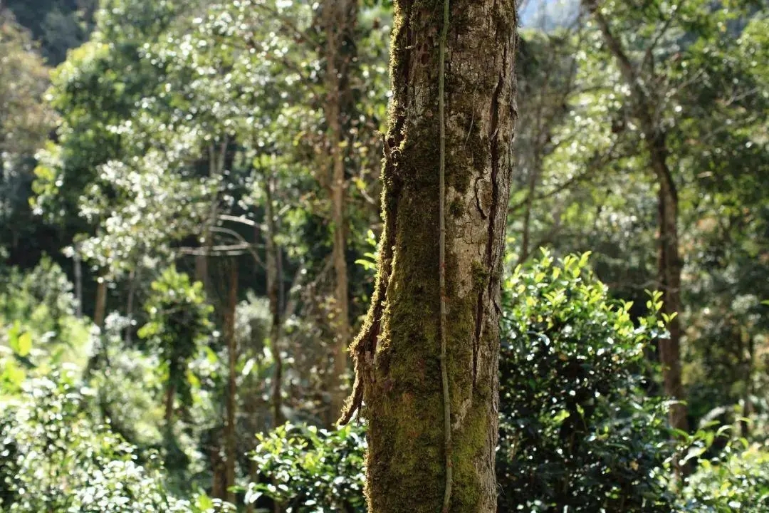 2022年百花潭古樹春茶口感？