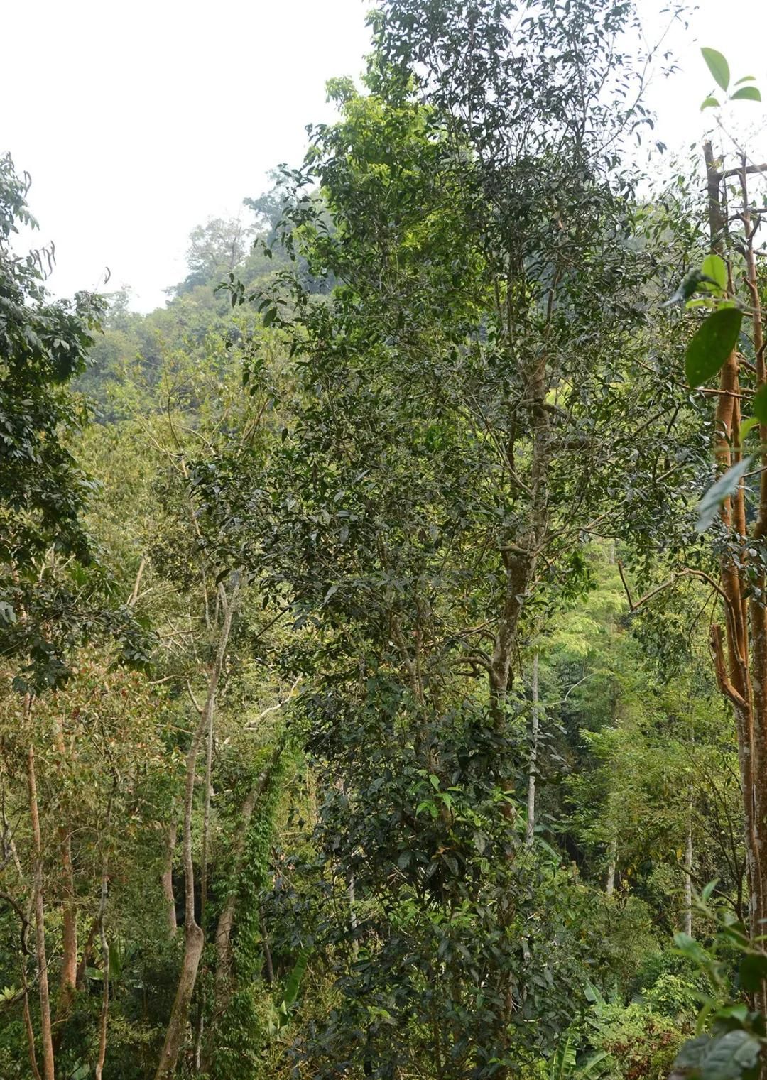 2022年百花潭古樹春茶價(jià)格？