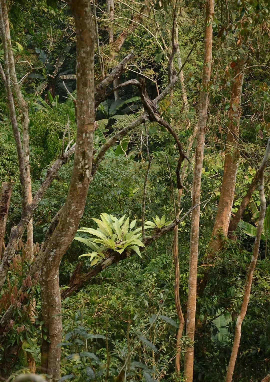 2022年百花潭古樹(shù)春茶多少錢(qián)一公斤？