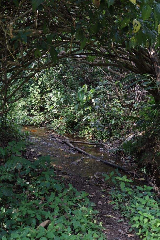 2022年蟒蛇箐古樹(shù)春茶特點(diǎn)？