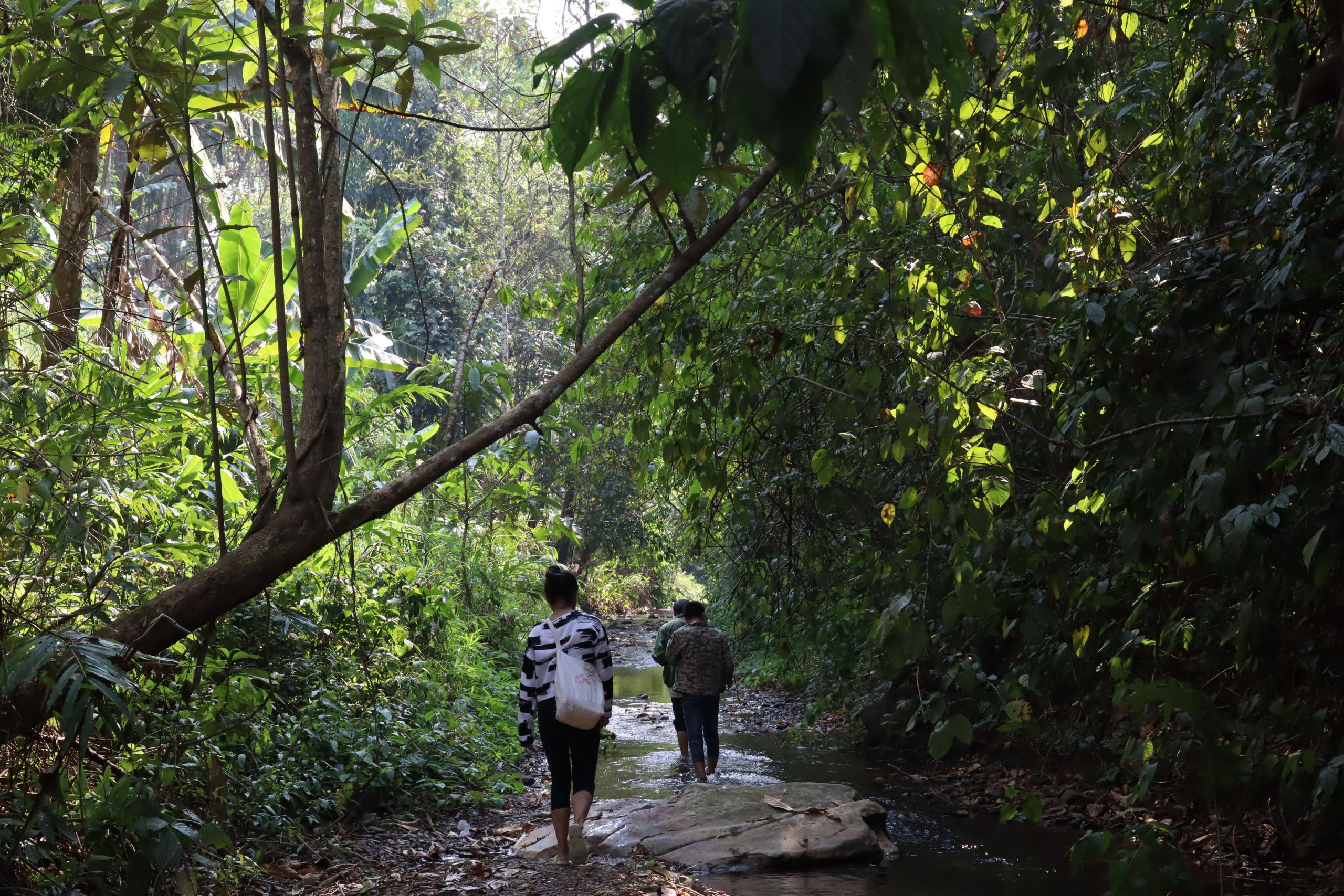 2022年蟒蛇箐古樹(shù)春茶口感？