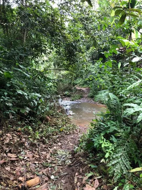 2022年蟒蛇箐古樹春茶價格？