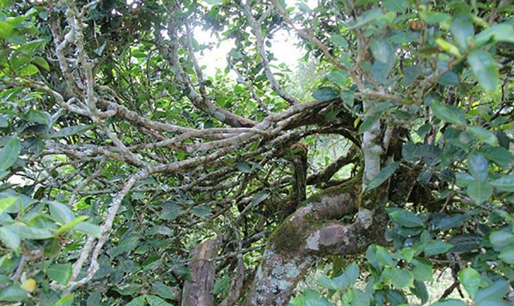 2022年倚邦曼拱古樹春茶特點？