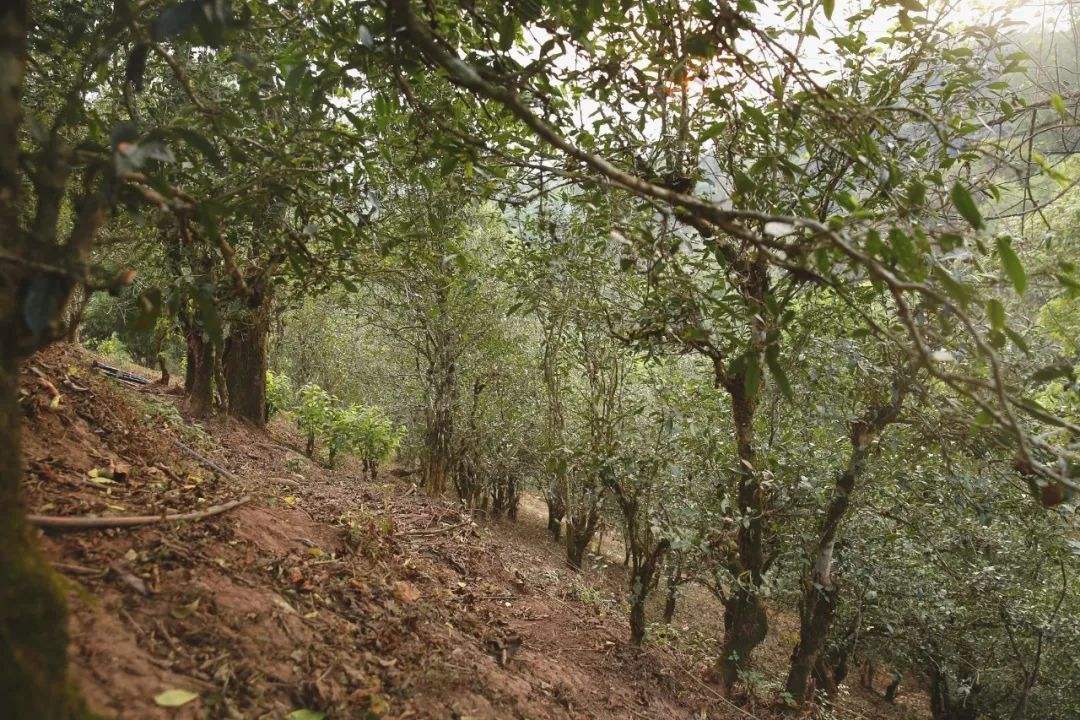 2022年倚邦曼拱古樹春茶口感？