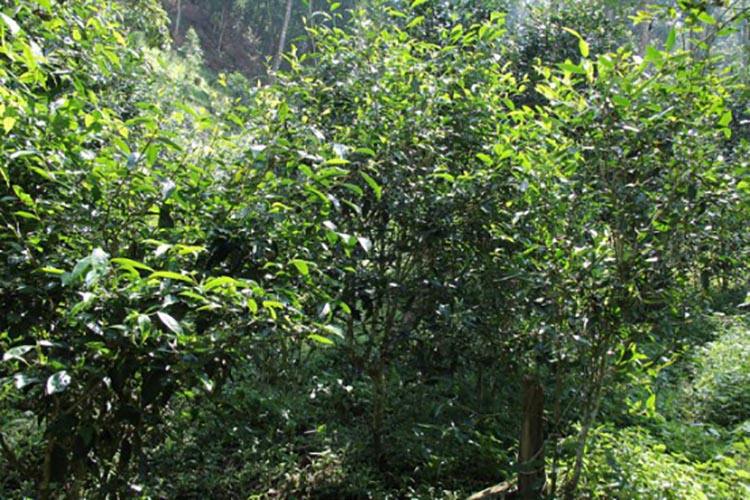 2022年倚邦曼拱古樹春茶價格？