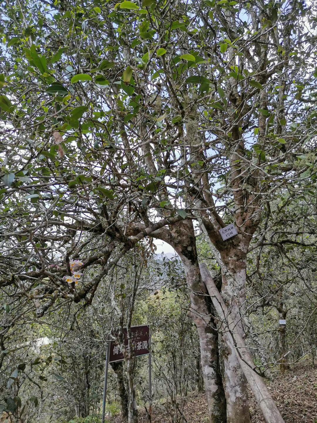 2022年大黑樹林古樹春茶特點？