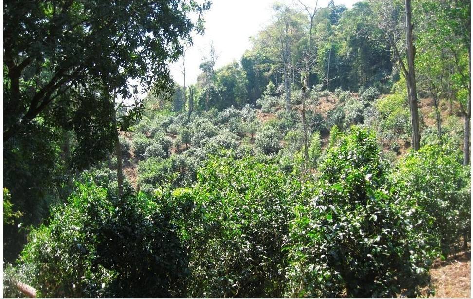 2022年大黑樹林古樹春茶口感？