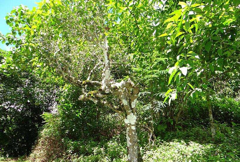 2022年大黑樹林古樹春茶價(jià)格？