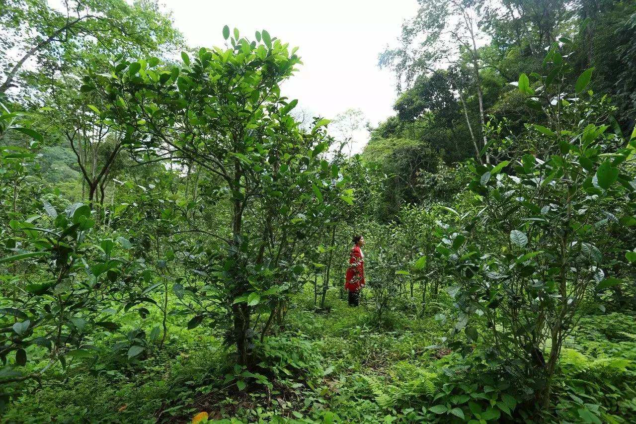 2022年曼松古樹春茶口感？