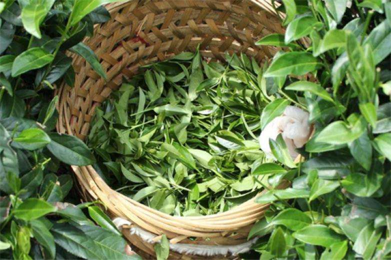 2022年曼松古樹春茶價(jià)格？