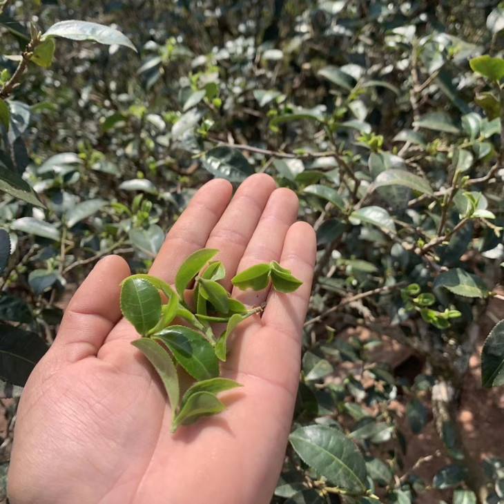 2022年倚邦貓耳朵古樹春茶口感？