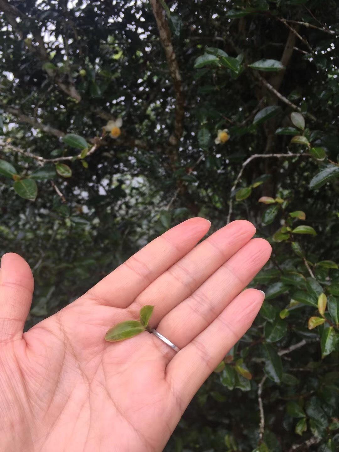 2022年倚邦貓耳朵古樹春茶價(jià)格？