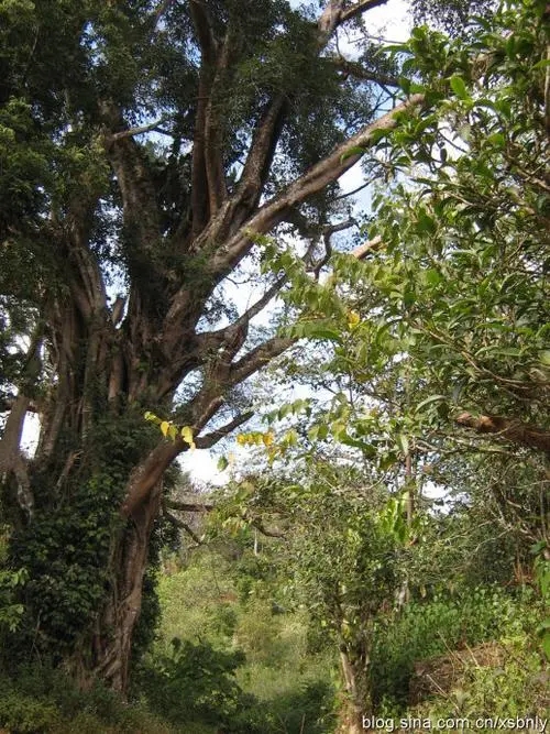 2022年蠻磚古樹春茶多少錢一公斤？