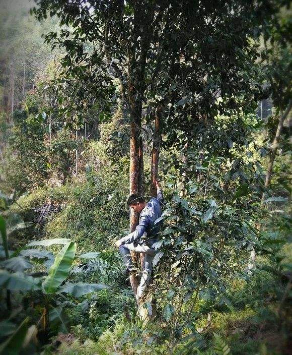 2022年桃子寨古樹春茶特點(diǎn)？