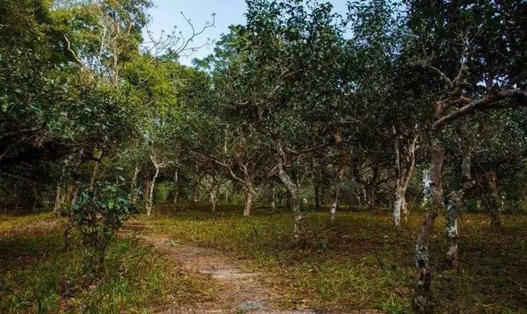 2022年桃子寨古樹春茶價(jià)格？