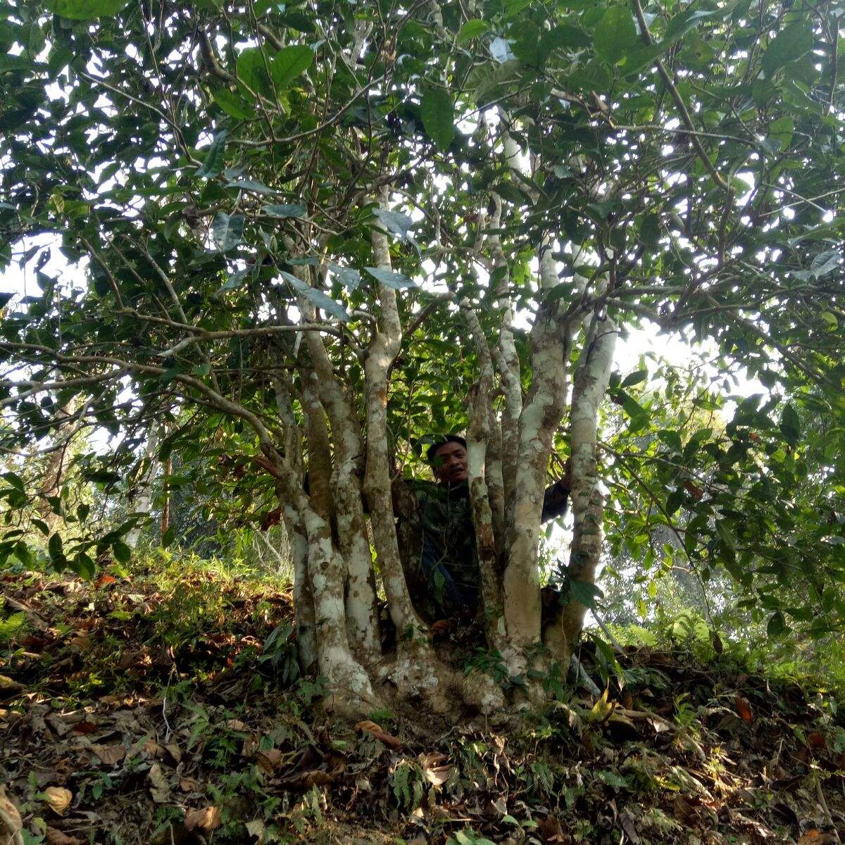 2022年蠻磚瓦龍古樹春茶特點(diǎn)？