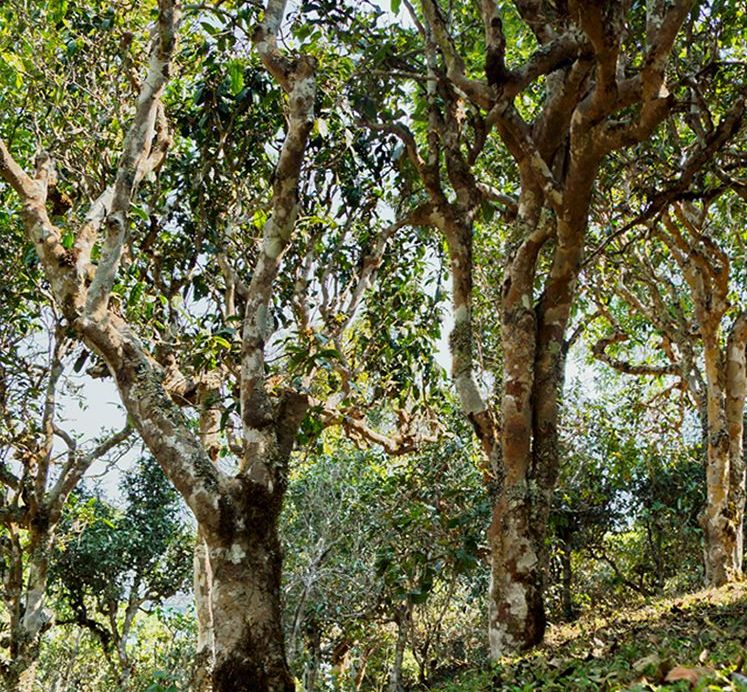 2022年蠻磚瓦龍古樹春茶價(jià)格？