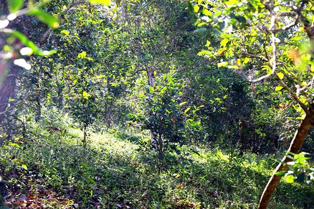 2022年革登古樹春茶價格？