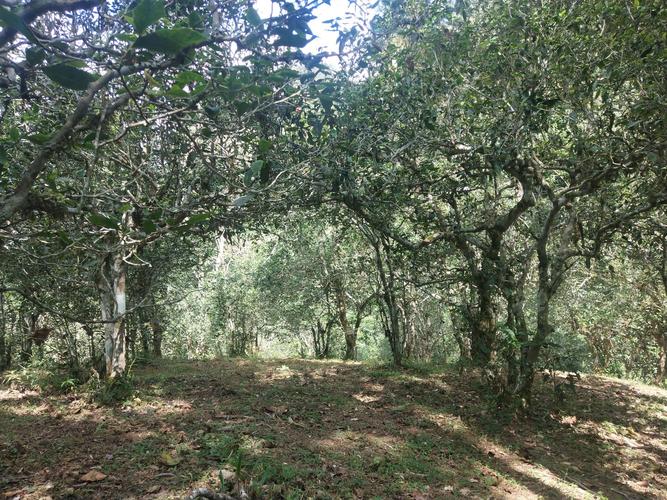 2022年革登古樹春茶多少一公斤？