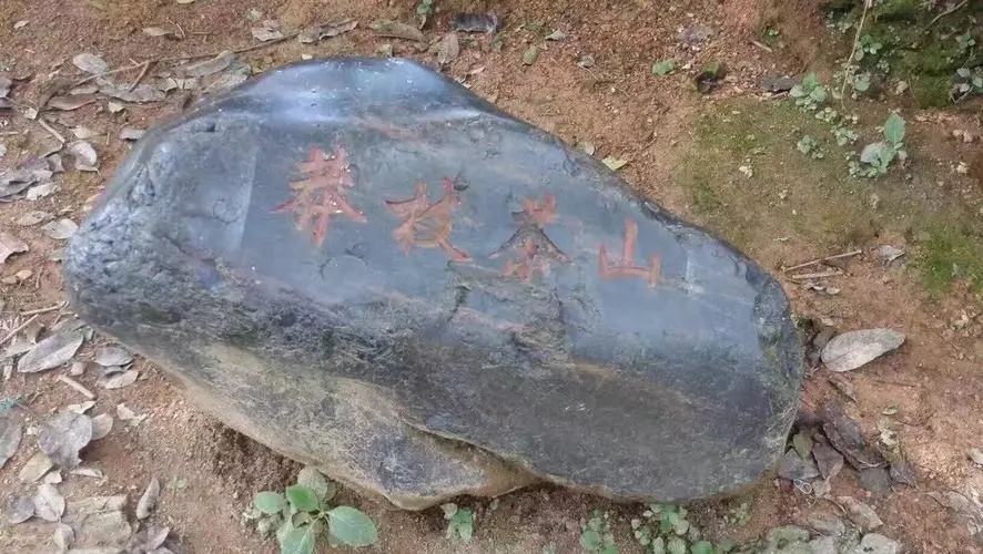 2022年莽枝古樹春茶特點？