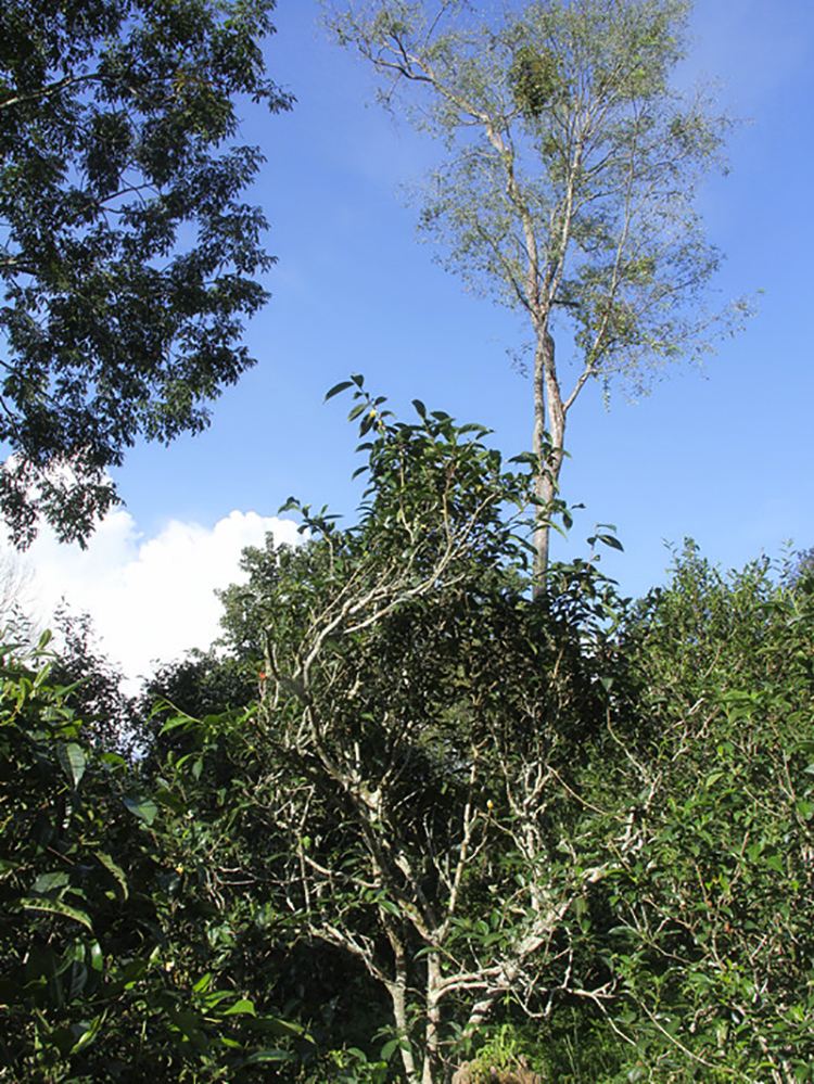 2022年莽枝古樹春茶口感？