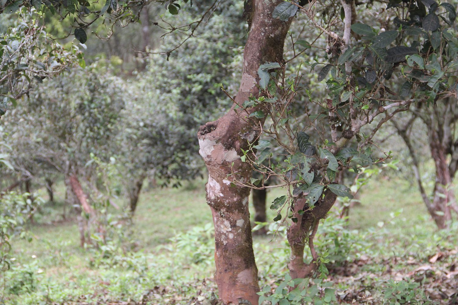 2022年莽枝古樹春茶價格？