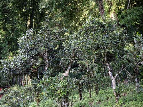 2022年攸樂古樹春茶特點？