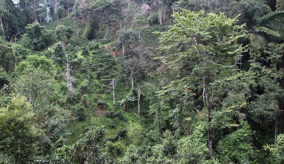 2022年攸樂古樹春茶價格？