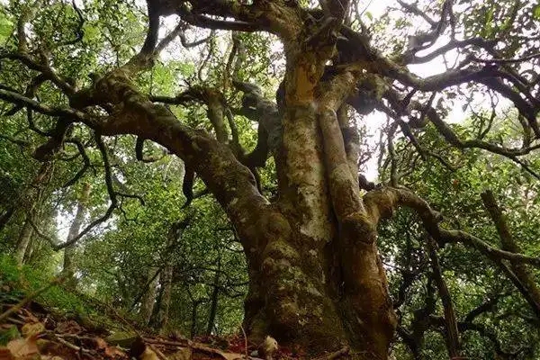 冰島！普洱茶界最有名的山頭，一次性把冰島茶講清楚！
