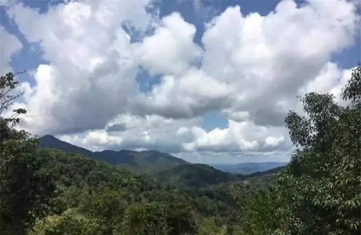 喝普洱茶的人為什么喜歡追山頭？無非就是這幾個原因