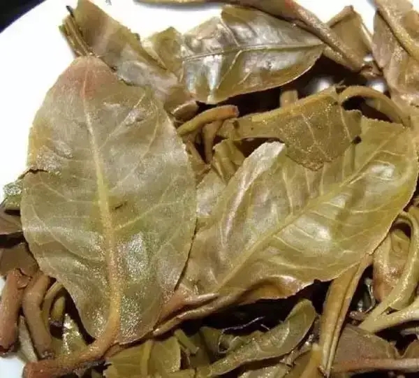 怎么看古樹普洱茶葉底？