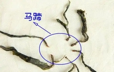 馬蹄竟然還能喝？普洱茶里的馬蹄你有了解過(guò)嗎？