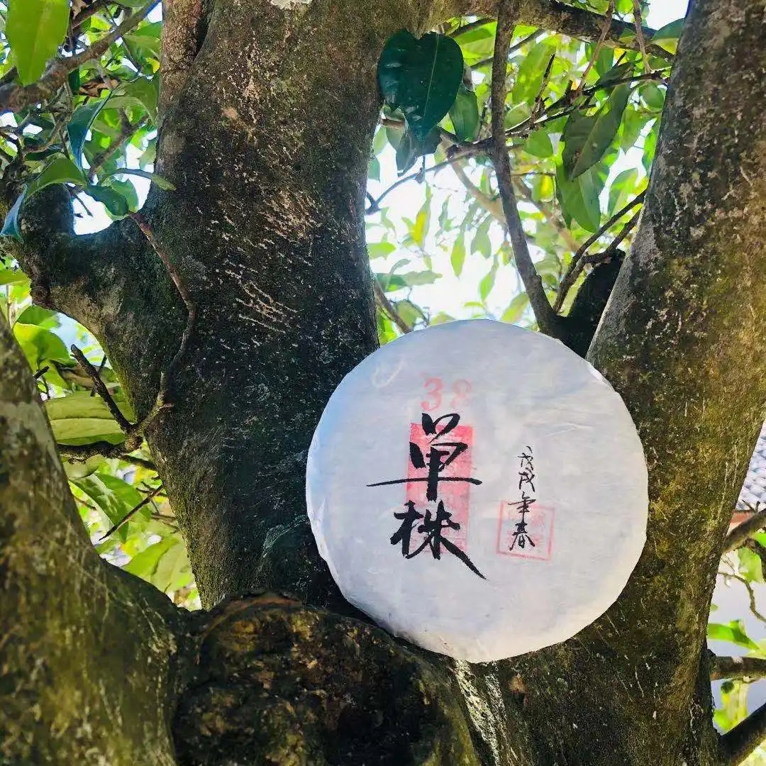 普洱茶單株是什么，好在哪里？