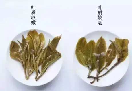 生普？熟普？如何挑選一款普洱茶？