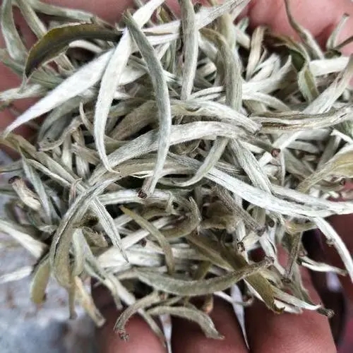 遇見月光白之美，存放四年云南古樹白茶