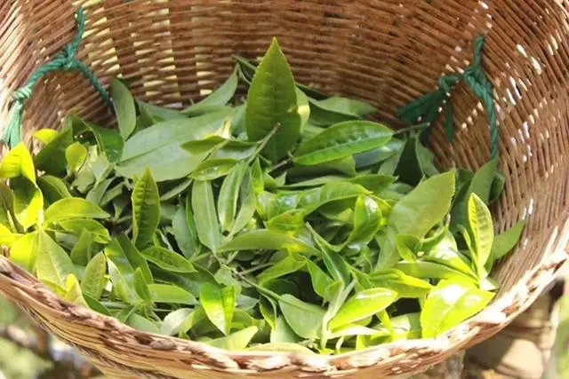 普洱茶3大核心產(chǎn)區(qū)，請(qǐng)好好收藏！