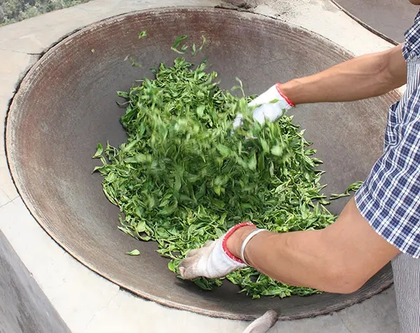 “殺青”是如何影響普洱茶品質的？