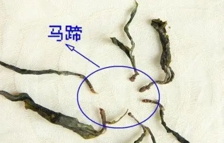馬蹄竟然還能喝？普洱茶里的馬蹄你有了解過嗎？