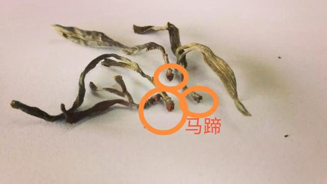 “馬蹄?！倍嗌俑竟?jié)有關(guān)系？