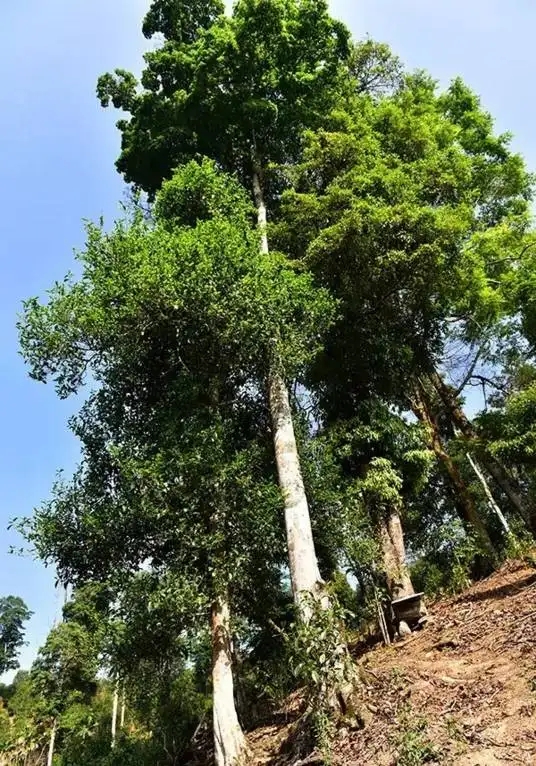 普洱茶概念中的“國有林”、“高桿古樹”是怎么樣的存在？