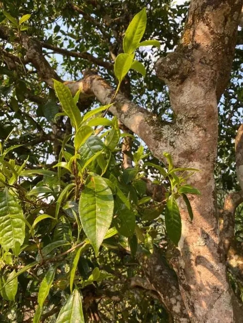 易武高桿 普洱長頸？