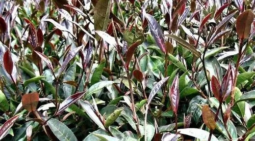 紫芽普洱是什么茶？