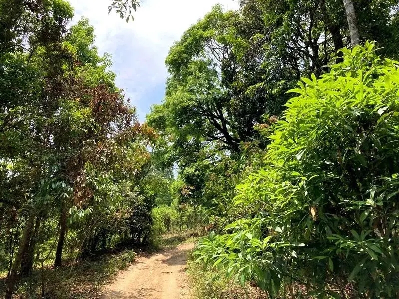 茶山紀(jì)實：犀牛塘，最近能火是有原因的