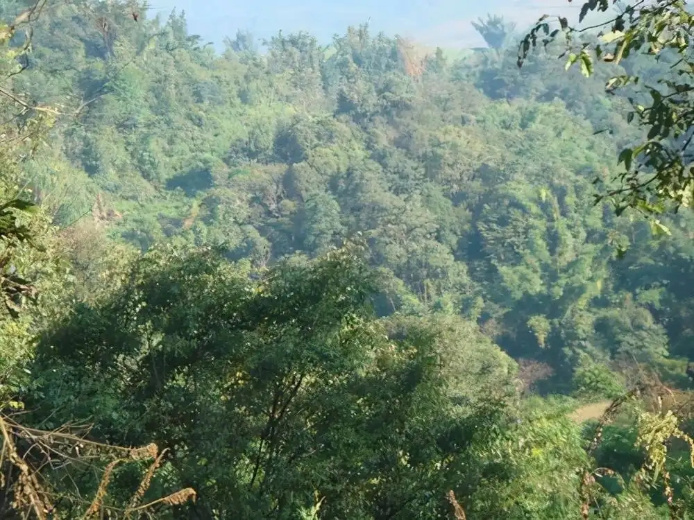 茶山紀(jì)實：再進(jìn)犀牛塘，不一樣的感覺；菁瑤可以預(yù)見的豐收年