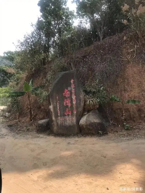 古茶第一村”，你見過這樣的茶樹嗎？