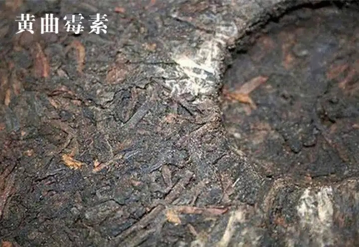 普洱茶有黃曲霉毒素，喝了會(huì)致癌？不黑不吹，咱用事實(shí)說(shuō)話(huà)