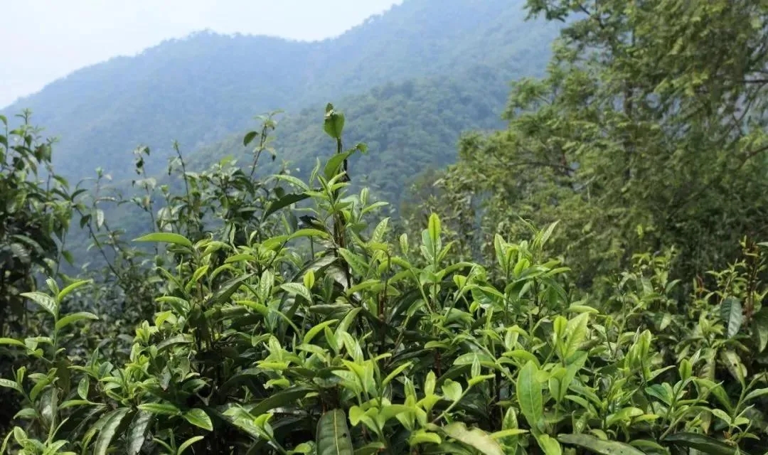 古樹茶的價(jià)值和意義在哪里？