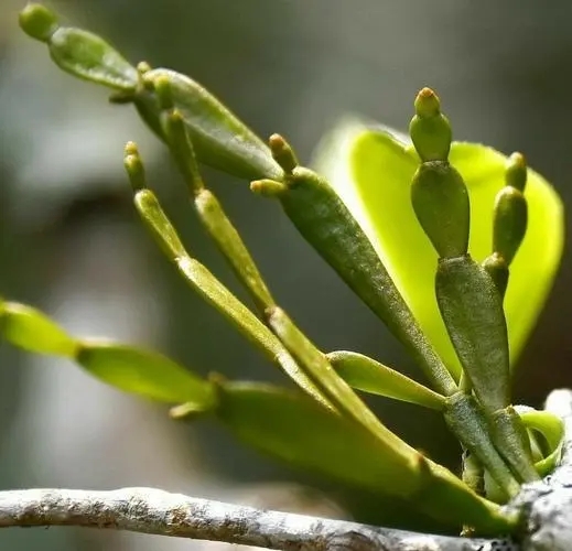 “螃蟹腳”是什么？