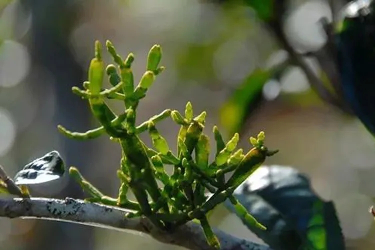 什么是螃蟹腳？茶界的螃蟹腳可能和你想的不一樣！